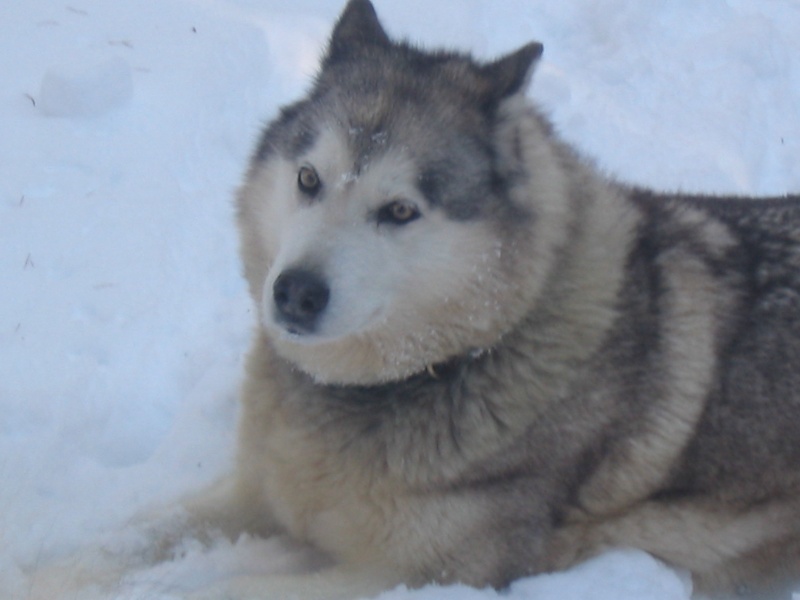 antartic'explorer Yentlllady