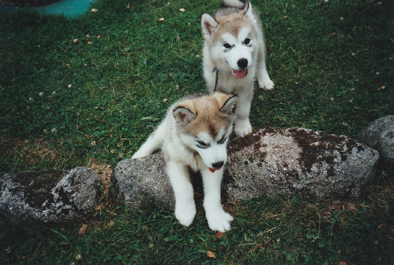 les chiots (portée Youma/Allak)