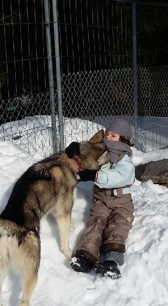 nos chiens