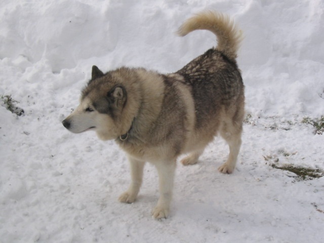 Antartic Explorer Yentl Lady